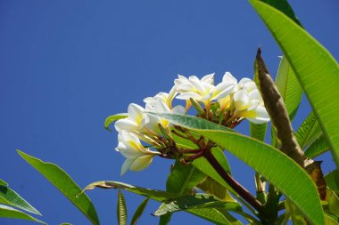 Frangipani çiçek portre. Egzotik Plumeria Spa çiçek yaprak yeşil tropikal arka plan üzerinde. Güzel kokulu flosers, Aromaterapi