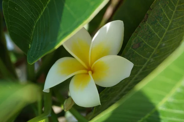 Frangipani Flower closeup. Exotic Plumeria Spa Flowers on green leaf tropical background. Beautiful Scented flosers, aromatherapy