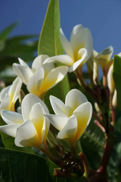 Frangipani Flower closeup. Exotic Plumeria Spa Flowers on green leaf tropical background. Beautiful Scented flosers, aromatherapy