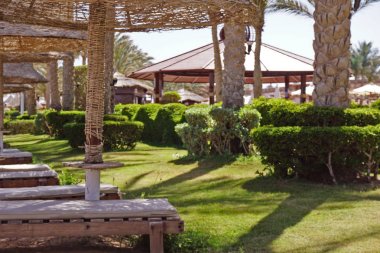 Palmiye ağaçları, şemsiye ve şezlong kumlu bir plaj üzerinde. Kızıldeniz Sahili