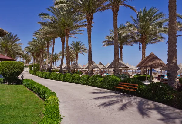 Palmiers, parasols et chaises longues sur une plage de sable fin. Côte de la mer Rouge — Photo