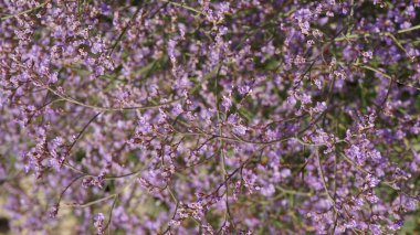 Kayalar, taş dokular, bitki örtüsü. Çiçek taşlarda yetişir..