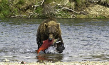 Alaskan bear fishing clipart