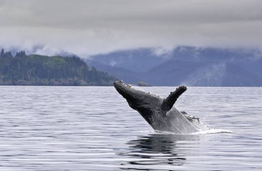 Balina Alaskan okyanusa ihlal