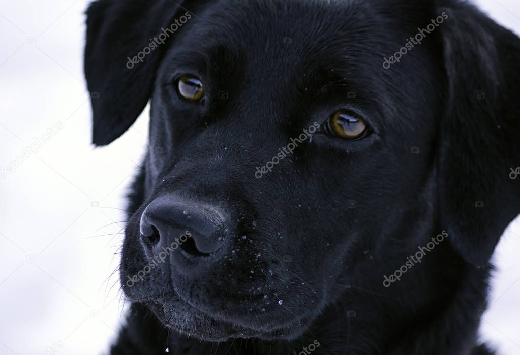 Black labrador in the snow