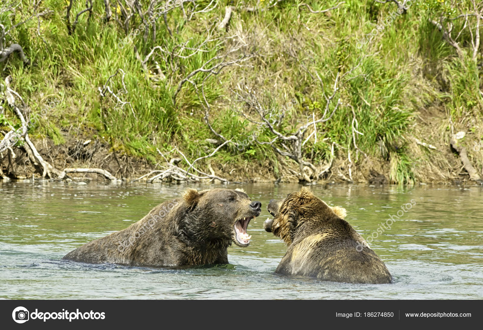 angry giant grizzly bear angry giant grizzly bear
