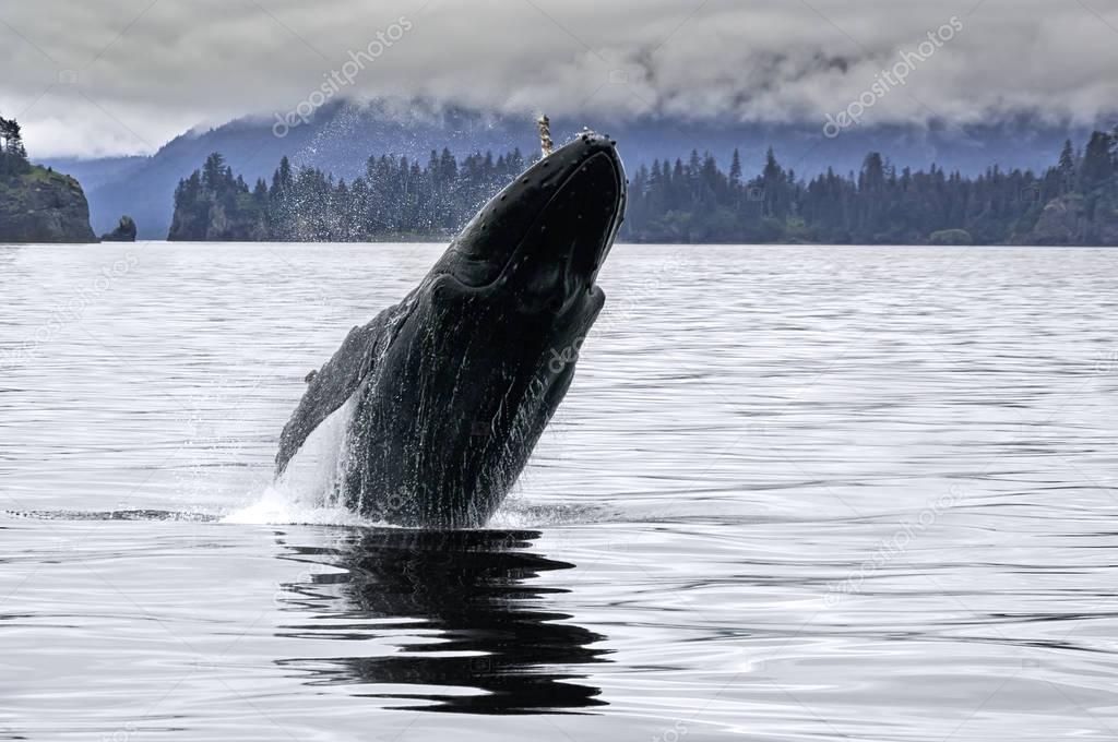 Big whale breaching in the Alaskan ocean