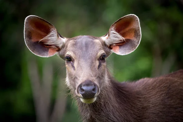 face of Asian deer female.
