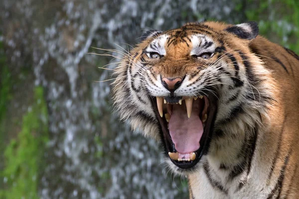 Tigrar Rytande Show Grymhet — Stockfoto