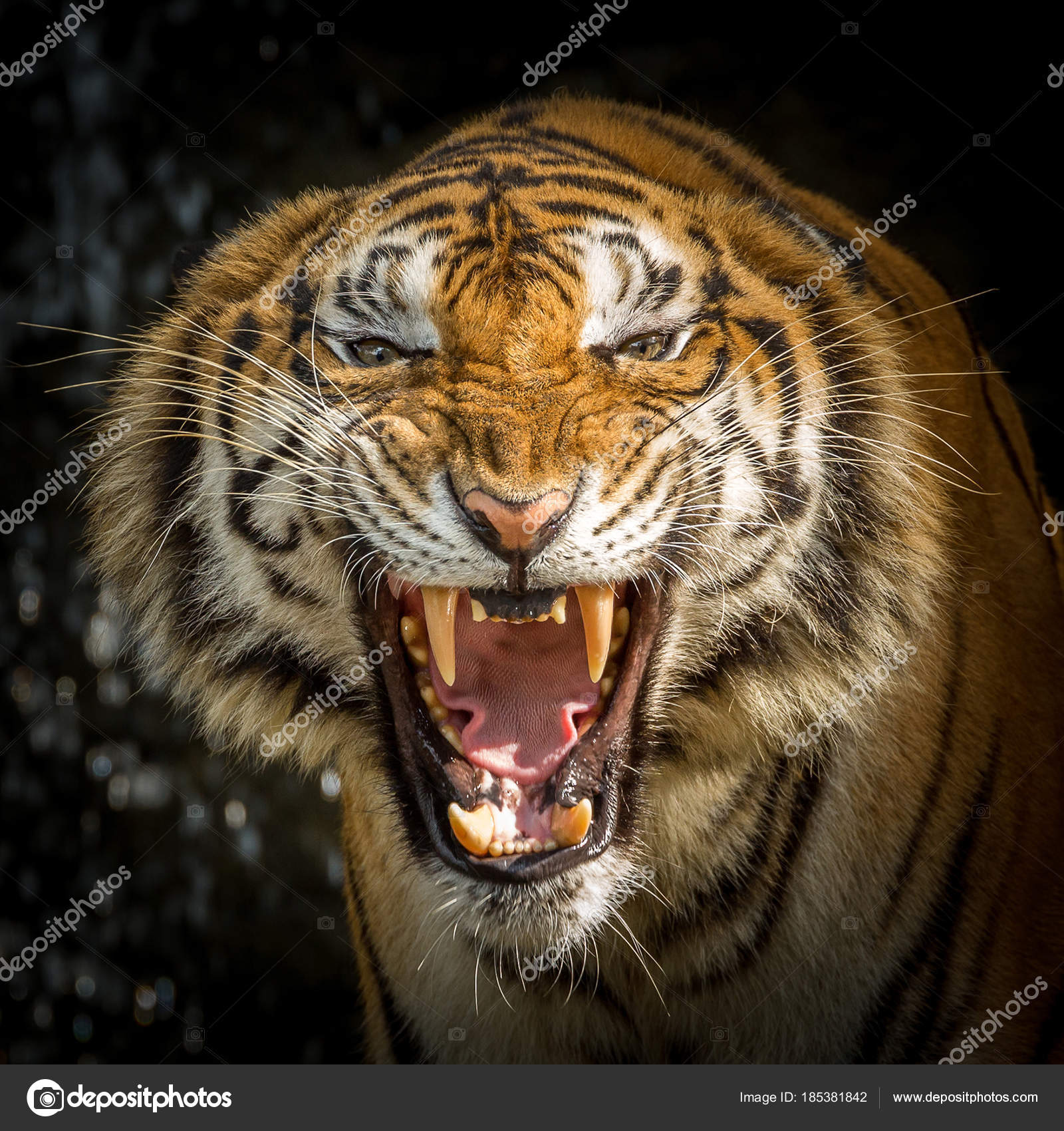 Tiger Face Roaring Stock Photo Image By C Preechasi02 Gmail Com