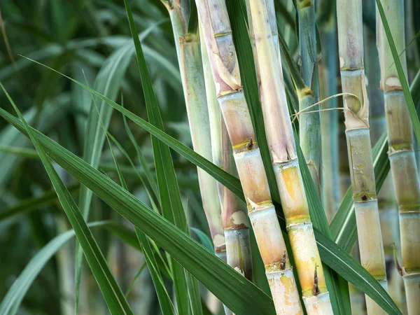 Daun Tebu Menunjukkan Batang Dan Daun — Stok Foto