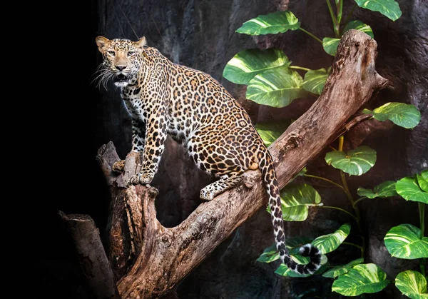 Leopard Ült Fatönkön — Stock Fotó