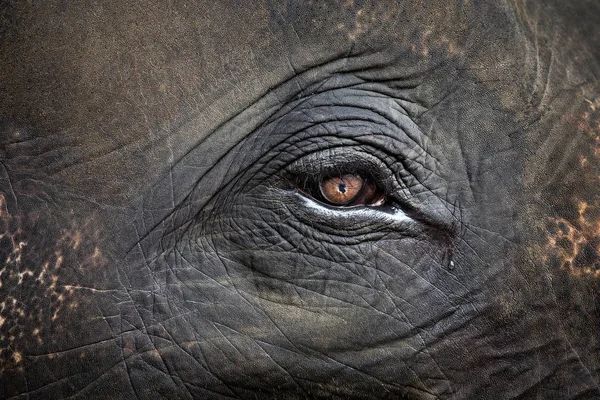 大象的眼睛和图案周围 — 图库照片