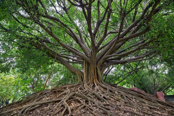 Banyan Árvore Mostrando Tronco Raízes — Fotografia de Stock