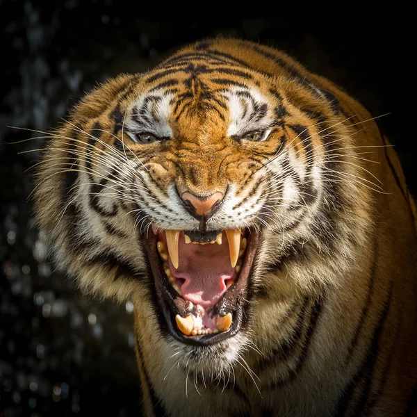 Tigers Ansikte Rytande — Stockfoto