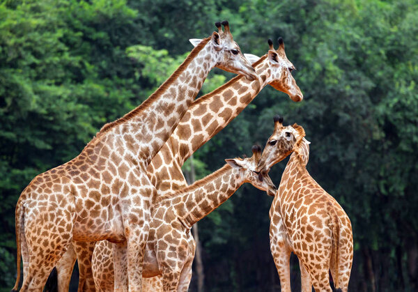 Family of giraffes in the zoo.