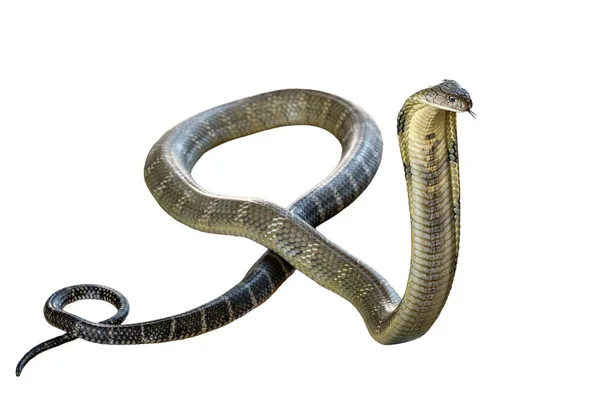 King Cobra Geïsoleerd Witte Achtergrond — Stockfoto