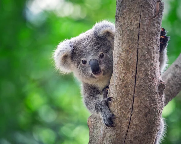 Bir Ağaçta Koala — Stok fotoğraf