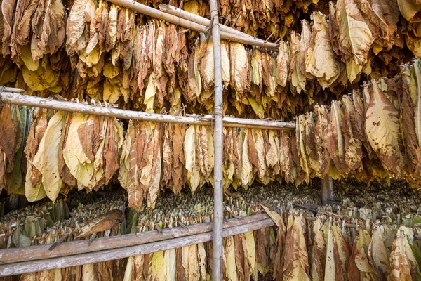 Leaves of dried tobacco in the factory.