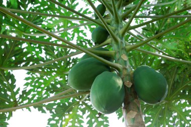 Ağaçta papaya meyvesi.