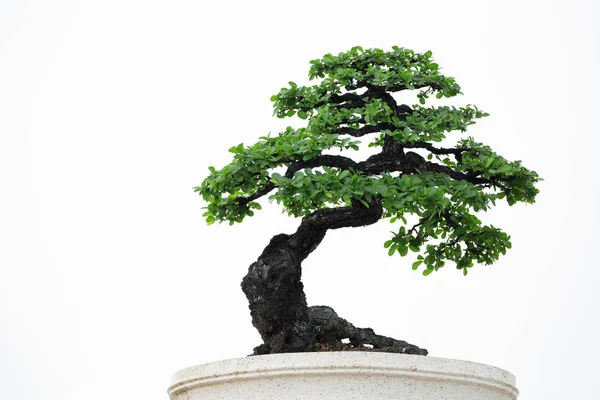 Bonsai Träd Vit Bakgrund — Stockfoto