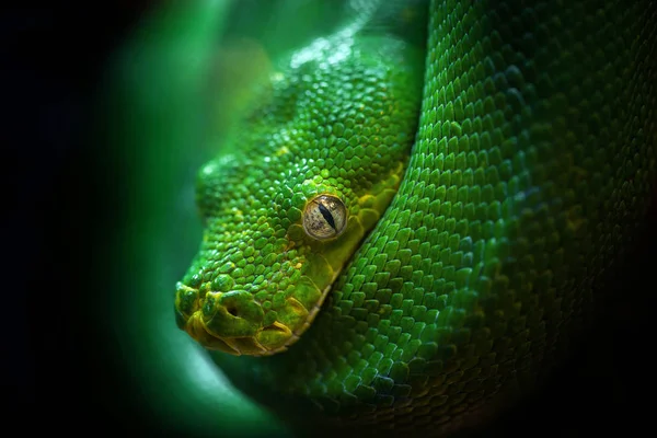 Grüne Python Auf Einem Ast Zusammengerollt — Stockfoto