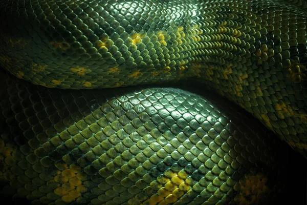 Cuerpo Piel Anaconda Verde —  Fotos de Stock