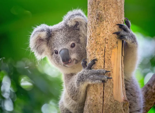 Bebek koala asmak ağaç üzerinde.