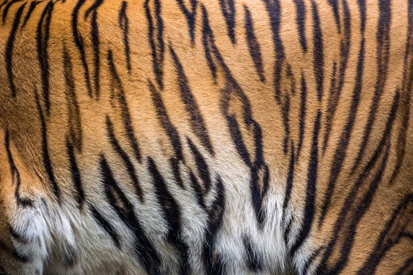 Patronen Texturen Voor Tiger — Stockfoto