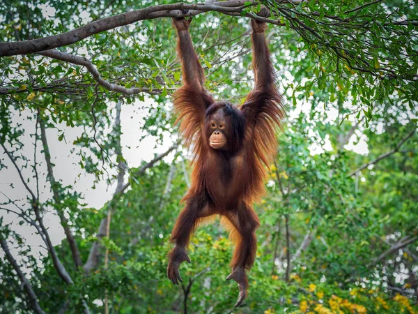 The orangutan on the tree in the forest.