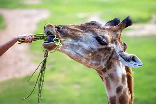 Jirafa Comiendo Alimentos Que Han Sido Introducidos — Foto de Stock