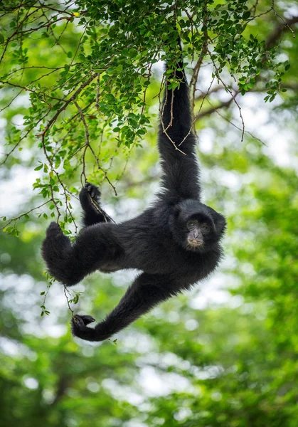 Siamang ağaç üzerinde asılı.