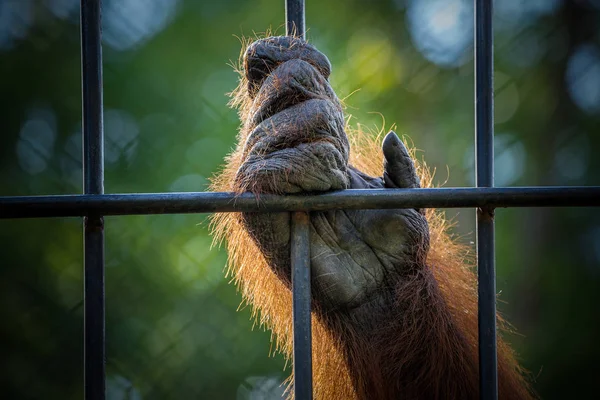 Ręka Orangutan Klatce — Zdjęcie stockowe