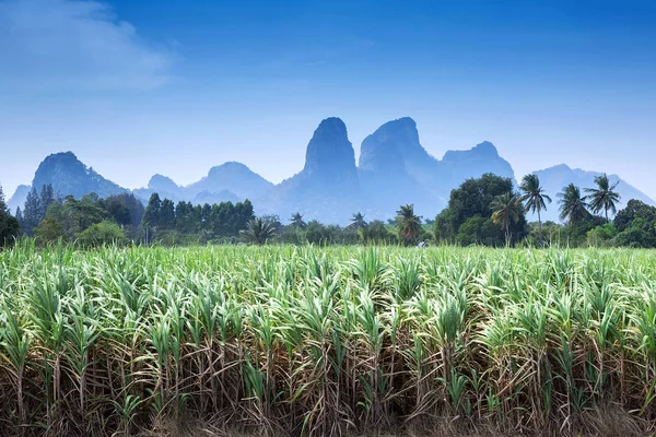 Paisagem Plantação Cana Açúcar Tailândia — Fotografia de Stock