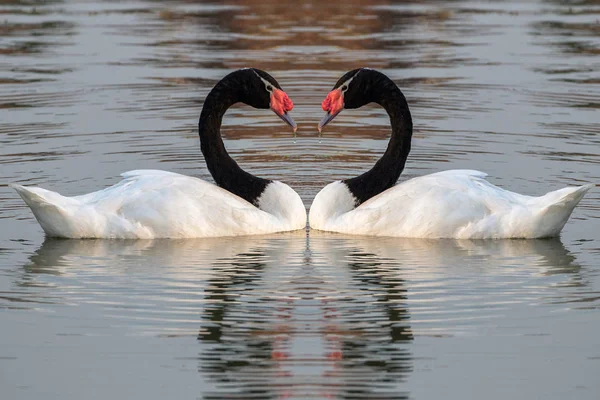 Cisne Blanco Cuello Negro Lago — Foto de Stock