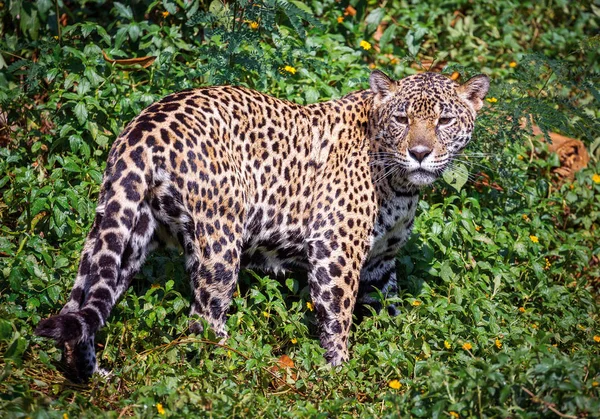 Jaguar Στέκεται Στην Ατμόσφαιρα Δάσος Του Ζωολογικού Κήπου — Φωτογραφία Αρχείου