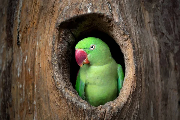 Πράσινο Παπαγάλος Είναι Στο Κοίλο — Φωτογραφία Αρχείου