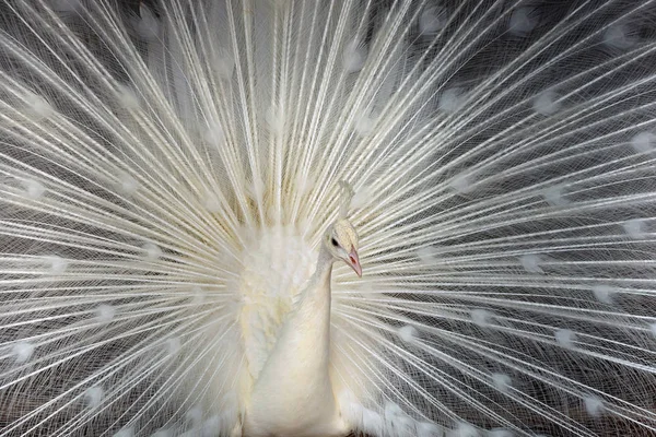 Plumas Cola Pavo Real Blanco —  Fotos de Stock