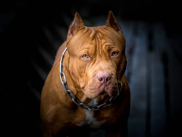 Pies Pit Bull Ciemny Brązowy Patrząc — Zdjęcie stockowe