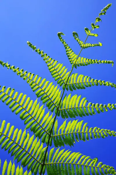 Folhas Verdes Fundo Azul — Fotografia de Stock