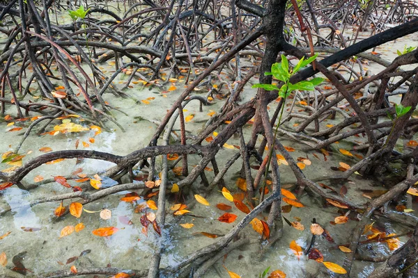 Les Racines Des Mangroves — Photo