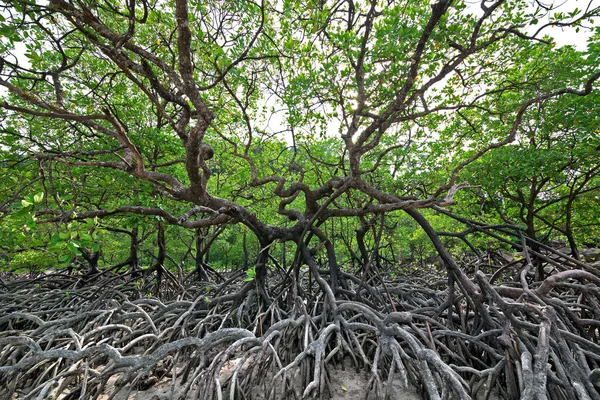 Die Schönheit Der Mangrovenwälder Thailand — Stockfoto