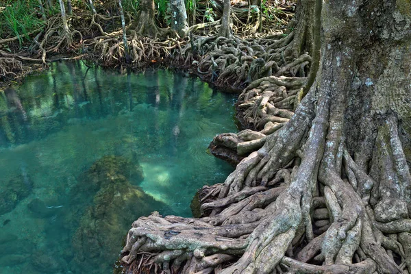 Schoonheid Van Mangrovebossen Thailand — Stockfoto