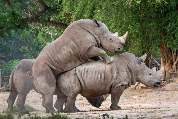 Rinoceronti Bianchi Sono Allevamento — Foto Stock