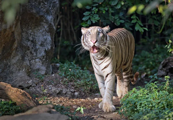 Tigre Branco Caminha Floresta — Fotografia de Stock