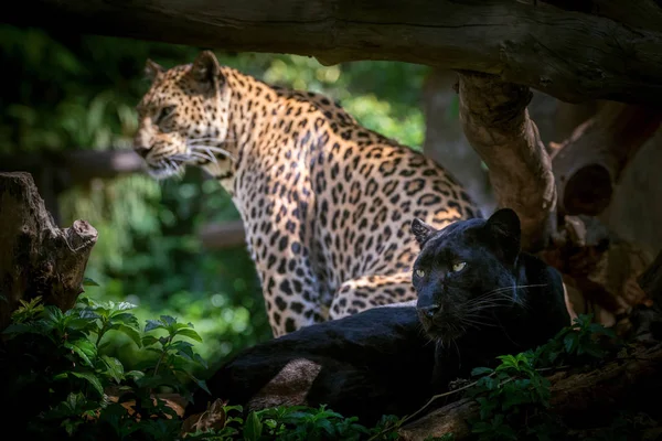 Пантера Леопард Лежат Дереве — стоковое фото
