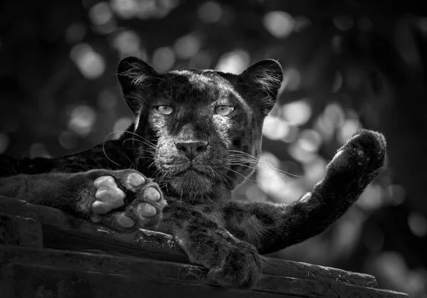 Panther Oder Leopard Legen Sich Auf Holz — Stockfoto