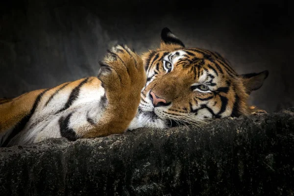 Tiger Liggande Ihålig Grotta — Stockfoto