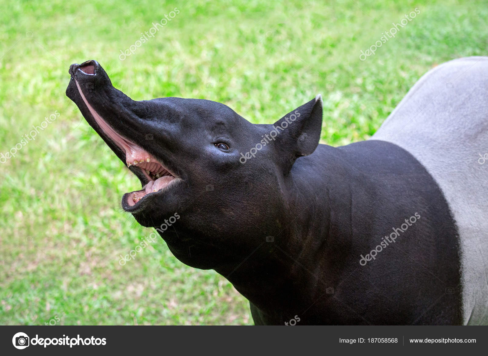 зверь с мордой хоботом. тапир+валакас. зверь с мордой хоботом. белобрюхий тапир. чепрачный тапир (tapirus indicus.