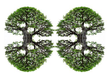 Beyaz Arkaplanda Bonsai Ağacı.